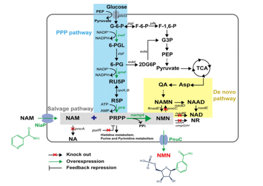 NMN biosynthetic pathway in E. coli