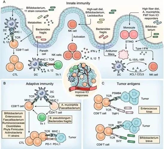 NMN improves intestinal flora imbalance