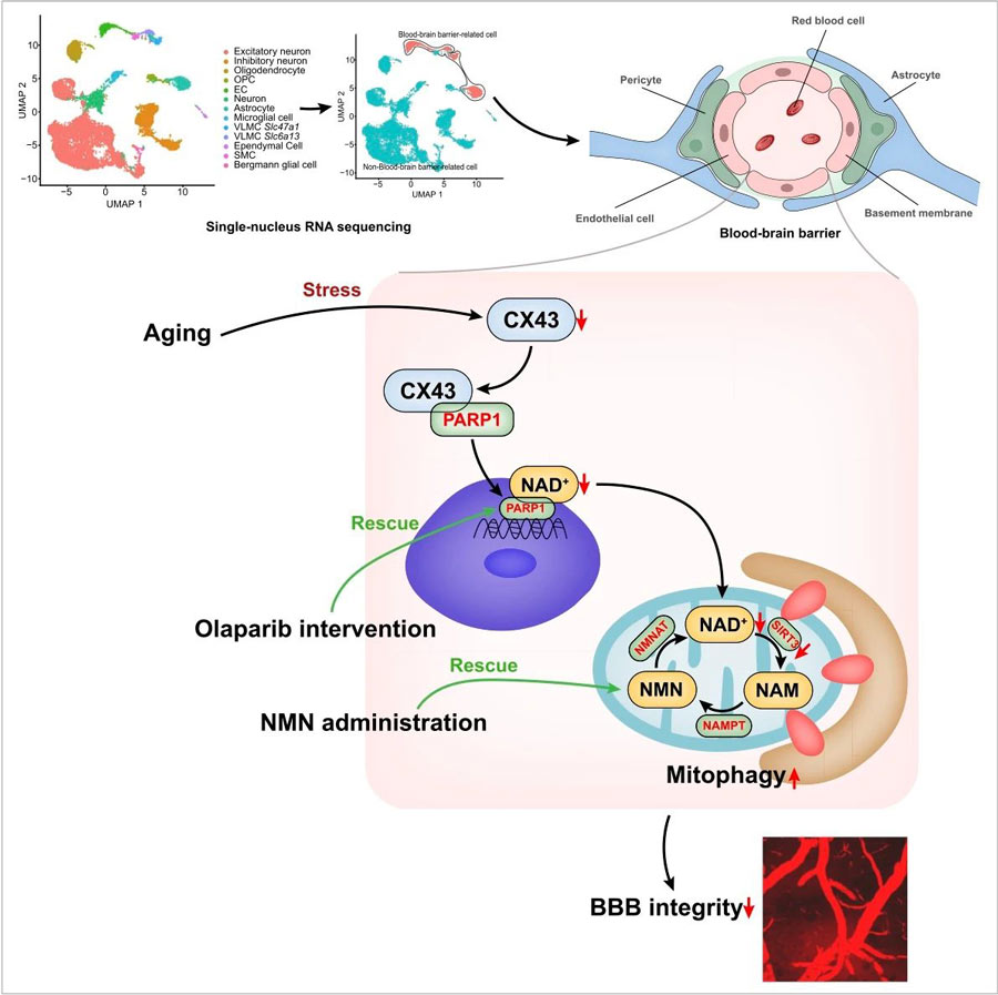 NMN improves blood-brain barrier and reduces risk of stroke cognitive impairment