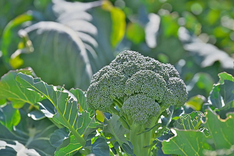 Taking NMN is better for your skin than eating broccoli