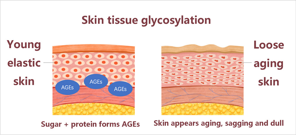 Skin tissue glycosylation