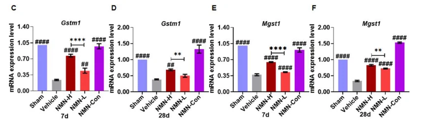 Figure 3: Expression of Gstm1, Gsto1, Gsta4, and Mgst1 genes in five groups of mice