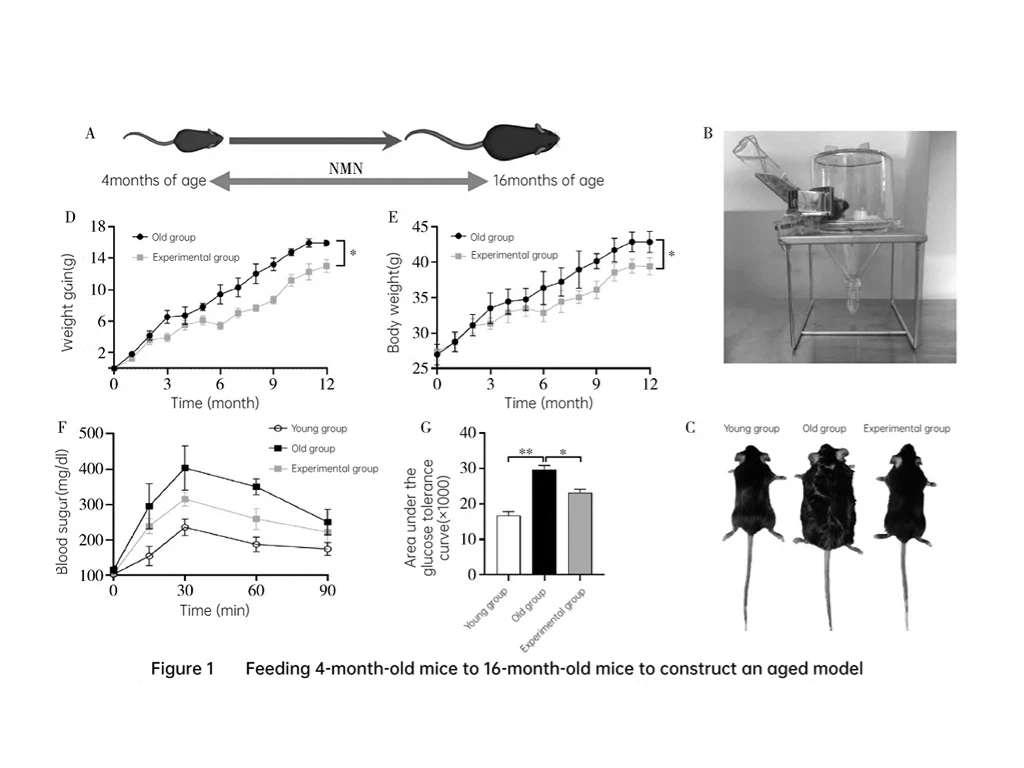 Figure 1Feeding 4-month-old mice to 16-month-old mice to construct an aged model