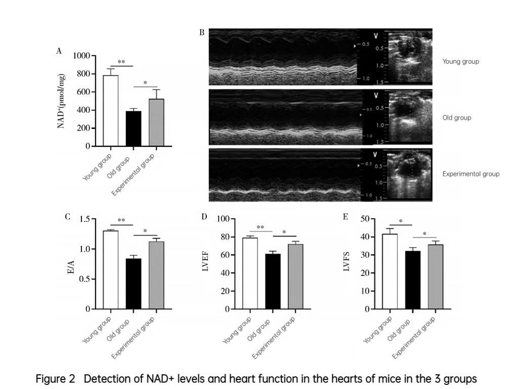 Figure 2 Detection of NAD+ levels and heart function in the hearts of mice in the 3 groups
