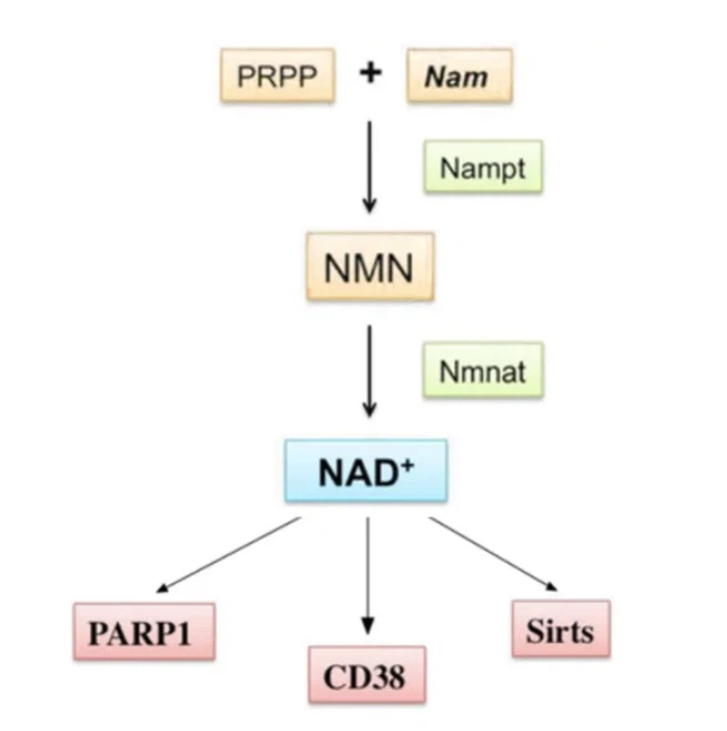 The mechanism of action of NMN