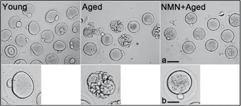 Mouse oocytes