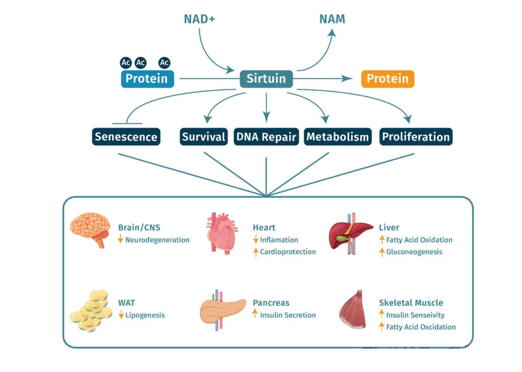 NAD+ Sirtuin