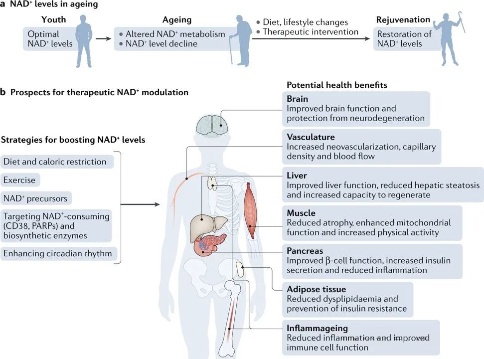 NAD levels in ageing