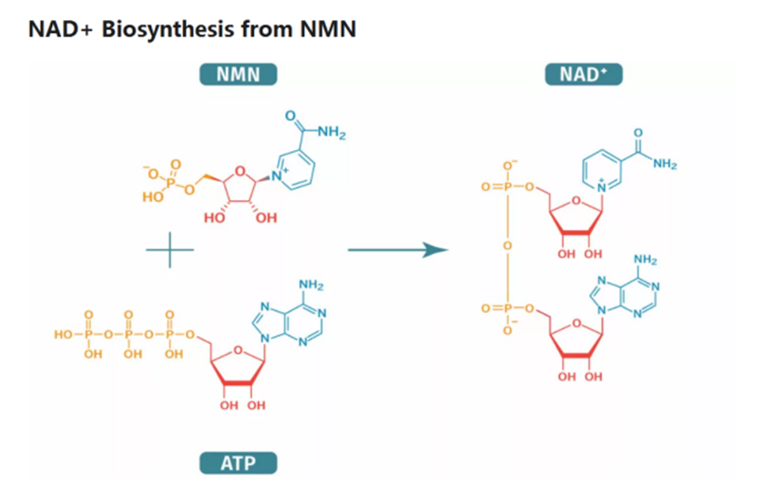 NAD+ Biosynthesis from NMN