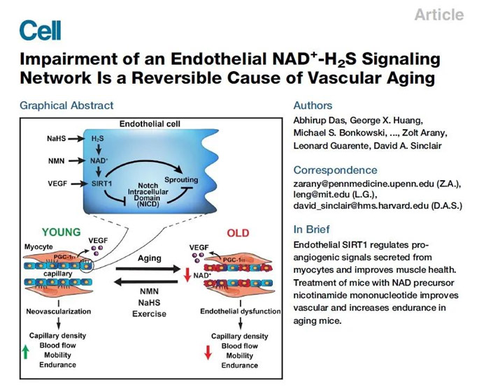 Impairment of an Endothelial NAD+ Signaling Network Is a Reversible Cause of Vascular Aging