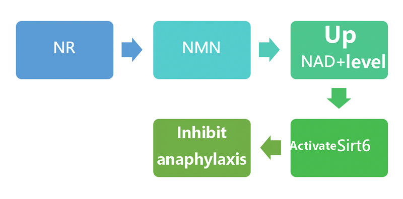 NMN can be used as an anti-allergy strategy