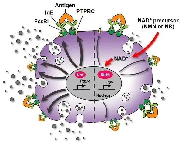 How NMN inhibits allergies