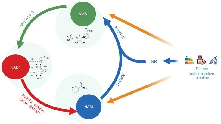 The detailed way NMN is converted to NAD+ and how NAD+ is consumed