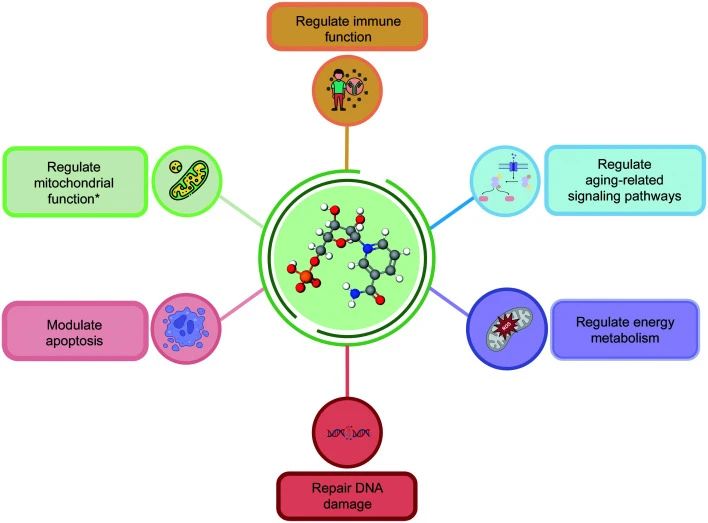 Anti-aging mechanism of NMN. Mitochondrial function refers primarily to cell dependence, as does mitochondrial quality control and cellular energy supply