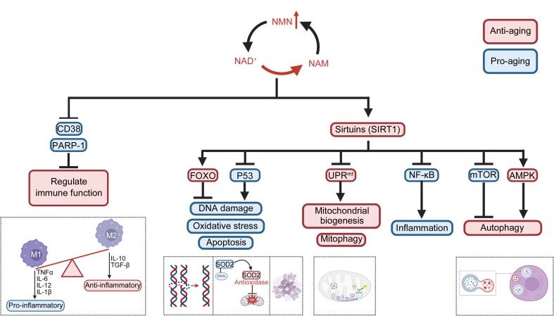 Signaling pathway of anti-aging effect of NMN. How to improve the level of NAD+, and then activate SIRT1, and how to influence the signaling pathway to play an anti-aging role