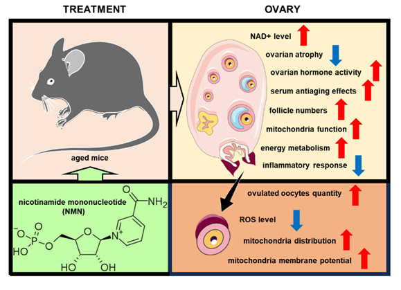 In vivo NMN supplementation reversed ovarian aging in mice