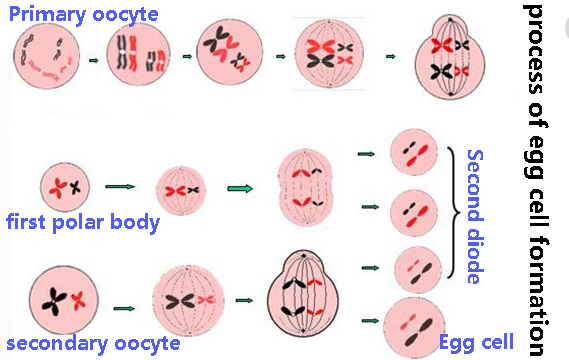 The process of egg cell formation