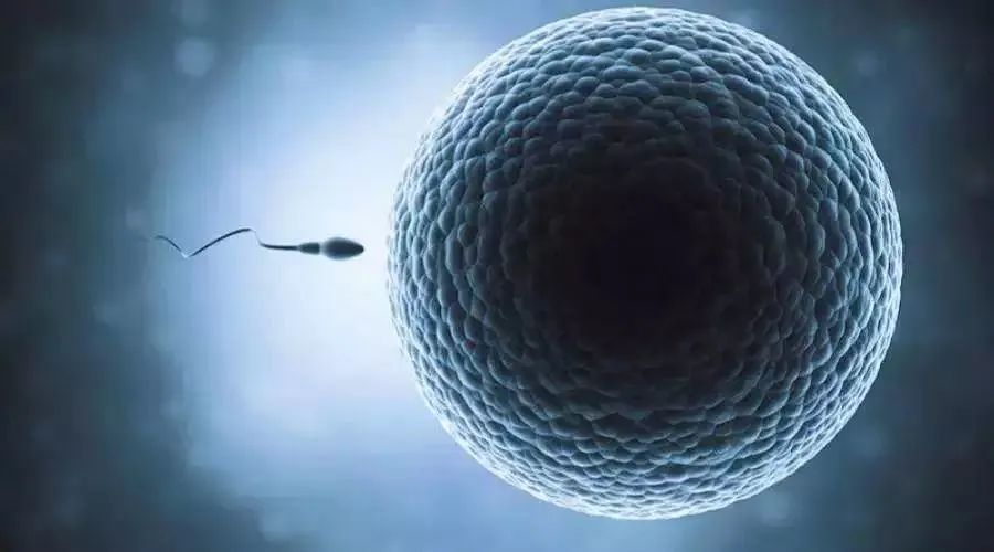 The egg and sperm meet in the fallopian tube to form a fertilized egg, which eventually develops into a cute baby.