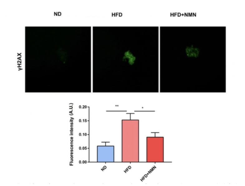 DNA damage markers in healthy feeding (ND), high-fat feeding (HFD), and supplementing NMN (HFD+NMN) mice during high-fat feeding