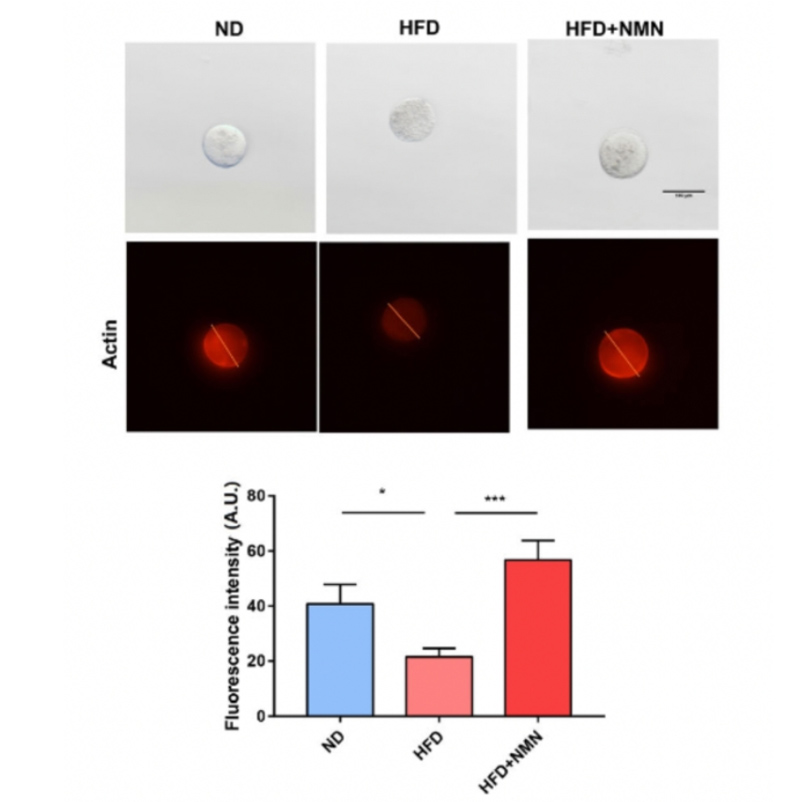 Actin abundance in the outer membrane of oocytes