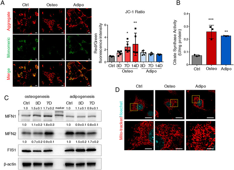 Mitochondrial function is enhanced in osteogenic and lipogenic cells