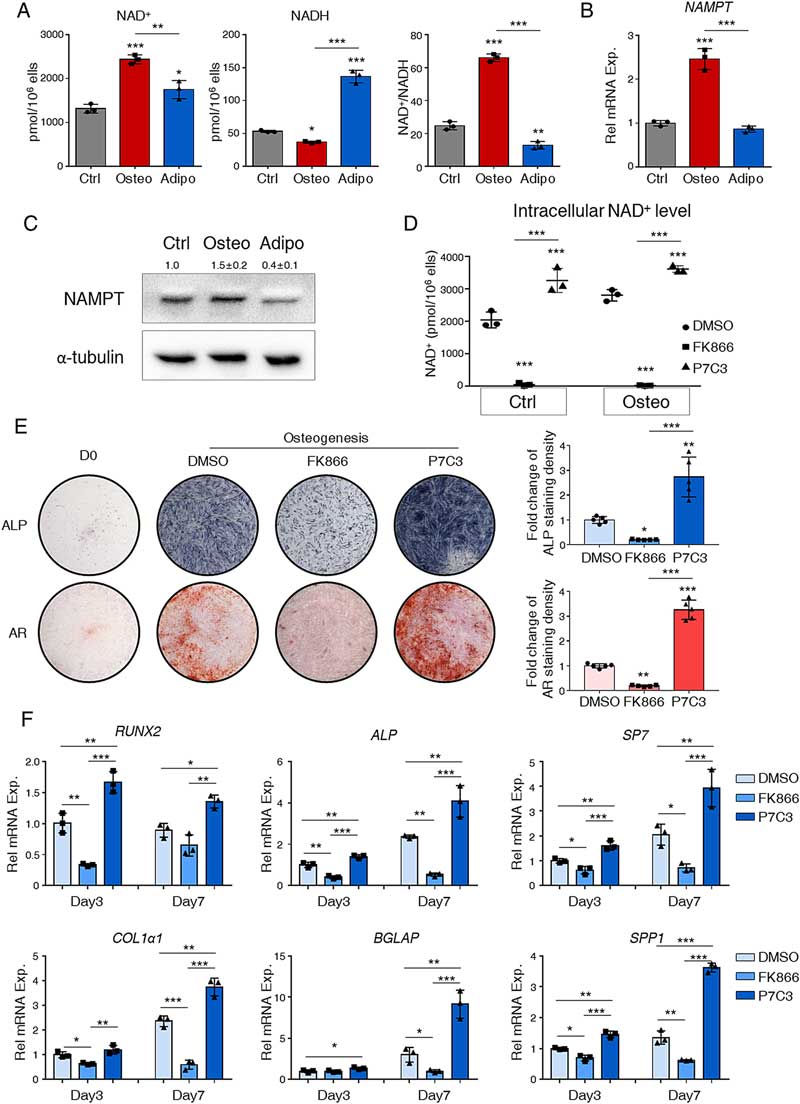 NAD is essential for BMSC osteogenic commitment