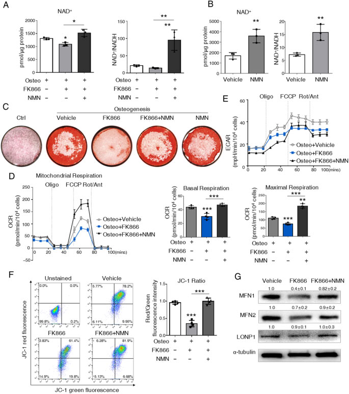 NMN supplementation to reduce the inhibition of FK866 on osteogenic commitment