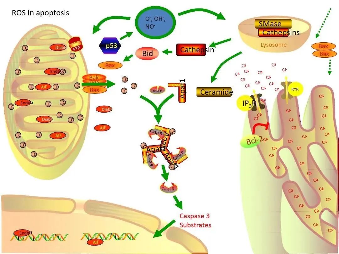 Reduce oxidative stress damage