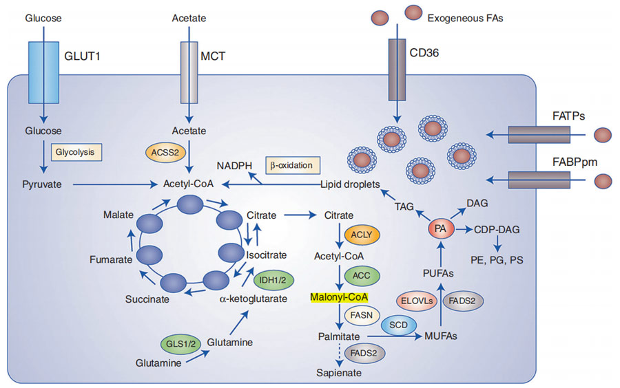 Improve lipid metabolism