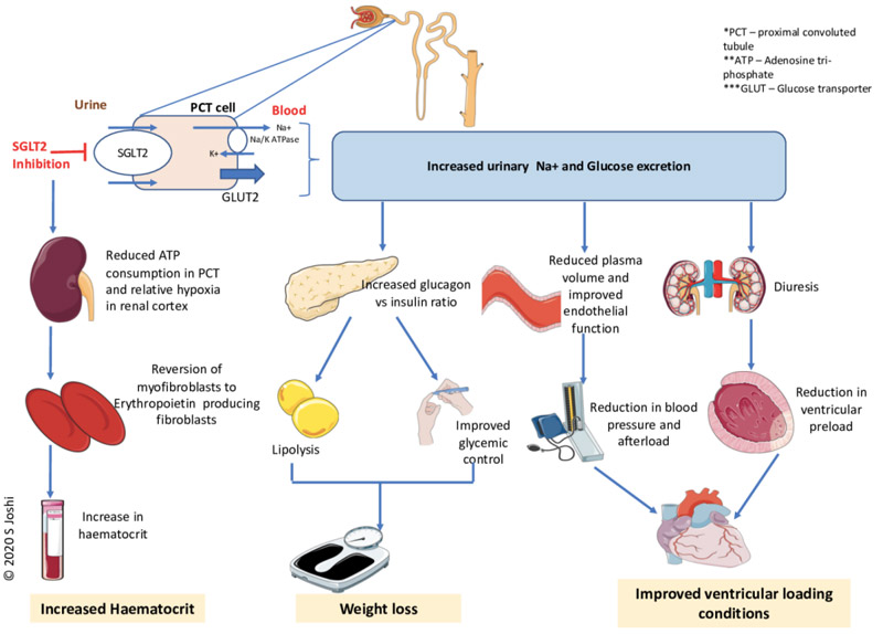 Enhance myocardial function