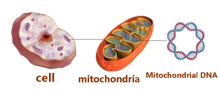 Mitochondrial DNA