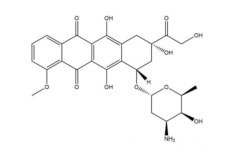 adriamycin