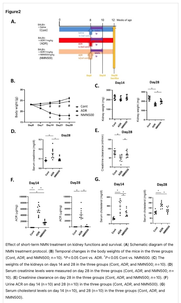 The effect of short-term NMN treatment on renal function and survival rate