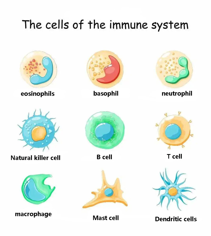 The cells of the immune system