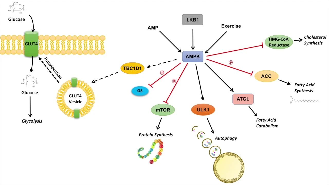 Increase energy supply to muscle cells