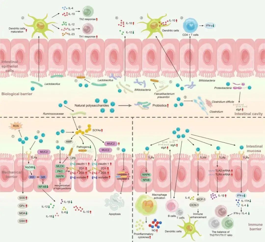 Promote intestinal health