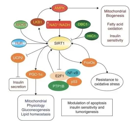 Activate the Sirtuins protein family