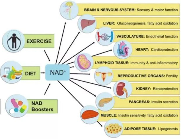 Introduction of NMN and its efficacy