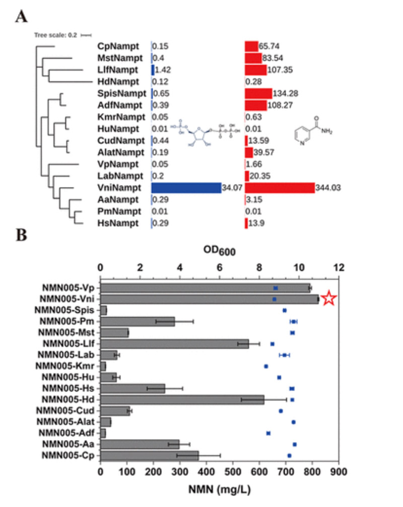 Screening exogenous NAMPT enzymes to increase NMN production in Escherichia coli