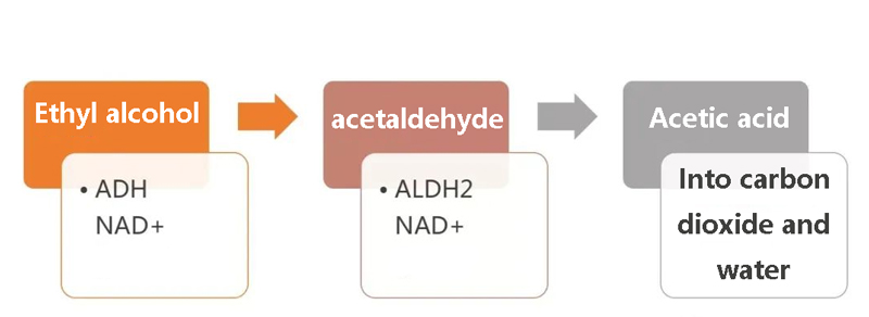 Ethyl alcohol, acetaldehyde, Acetic acid