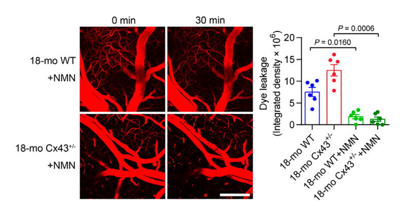 Long-term NMN supplementation can improve blood-brain barrier dysfunction in aging mice