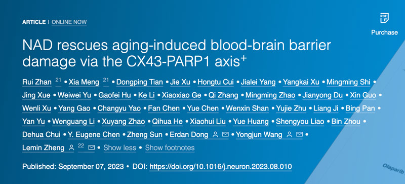 NAD rescues aging-induced blood-brain barrier damage via the CX43-PARP1 axis