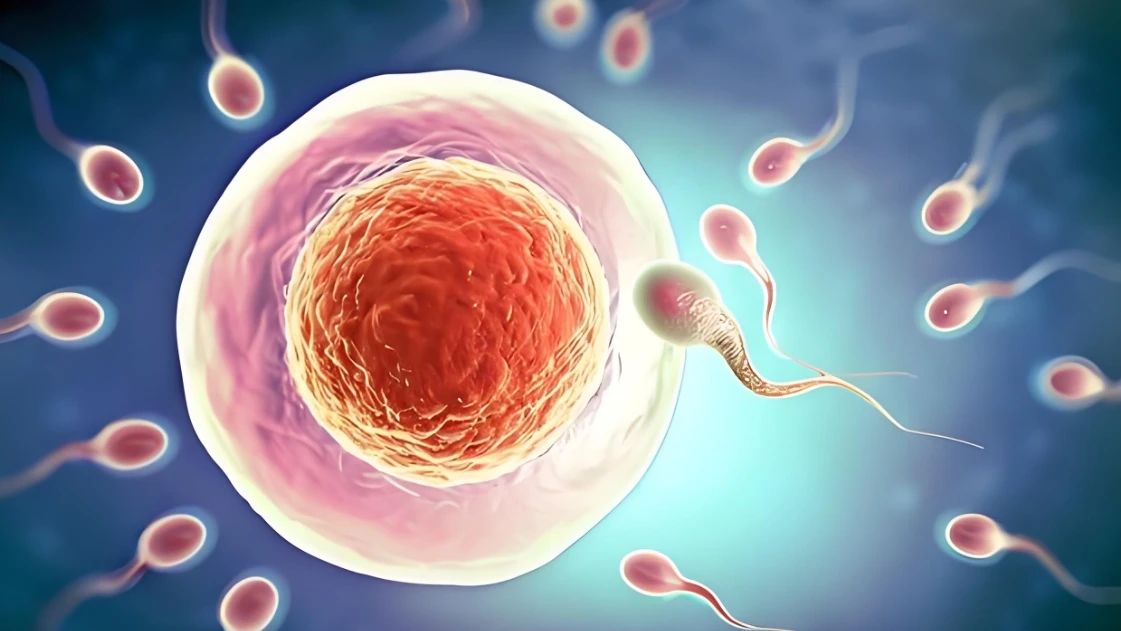 Improve sperm quality and quantity