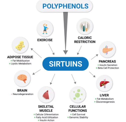 Regulate the activity of Sirtuins protein