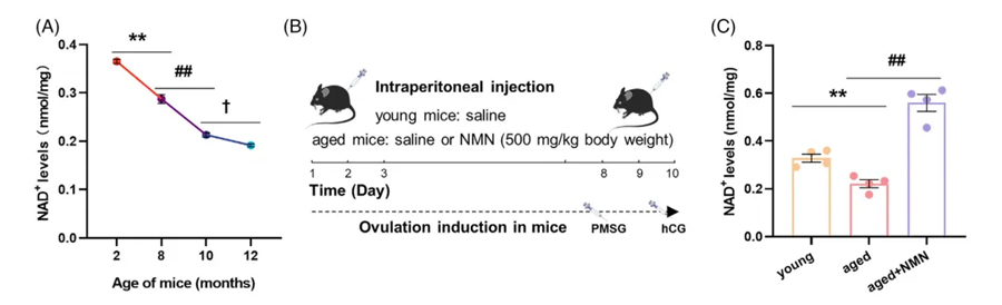 (Figure A: Ovarian NAD+ levels decline with age; Figure C: Ovarian NAD+ levels significantly increased after short-term NMN supplementation)