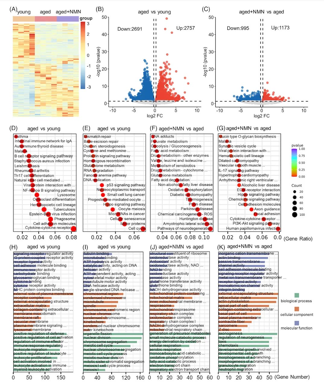 Ovarian transcriptome analysis revealed the mechanism of NMN inhibiting ovarian senescence