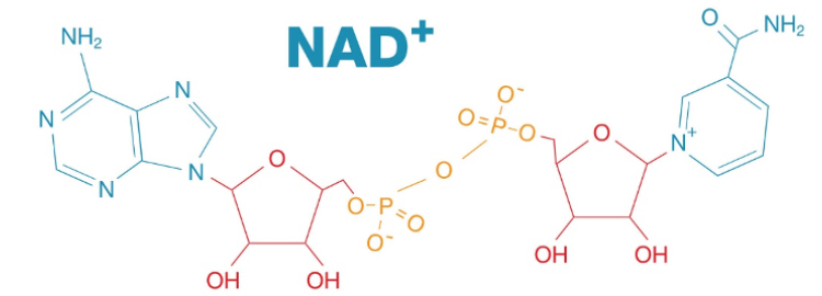 What is NAD+