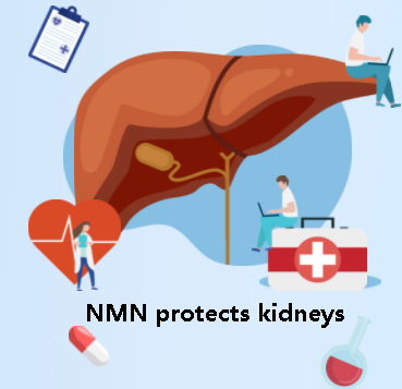 NMN protects the kidneys